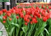 Tulipa Viking (2)